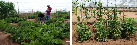 Community gardens 