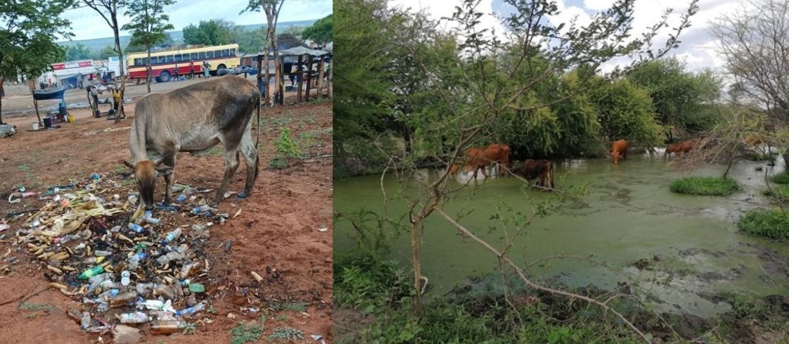 Animals graze and water from hazardous environment in Lupane (photo credit: LSU/ COHESA/ Bright Chisadza)