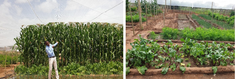 School gardens in Dorbabis